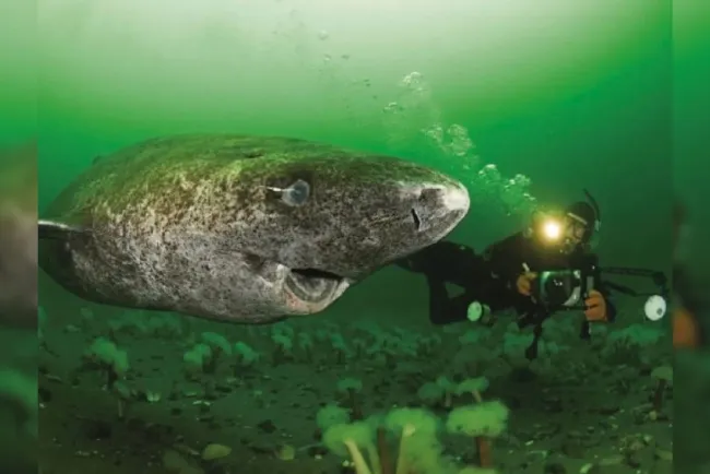 Reaparece tiburón más longevo del mundo; nacido en 1505 según expertos