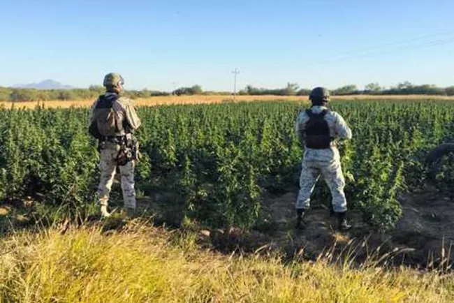 Encuentran plantío de marihuana en Magdalena