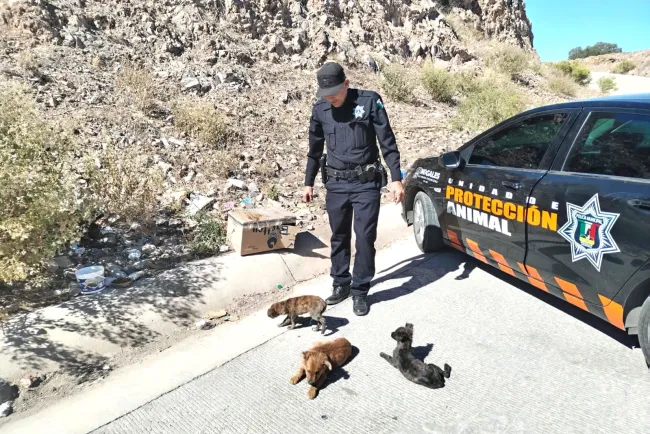 Ponen atención a casos del maltrato animal