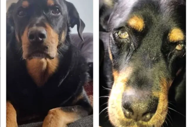 Agreden a perro con ácido; agresor es captado en video