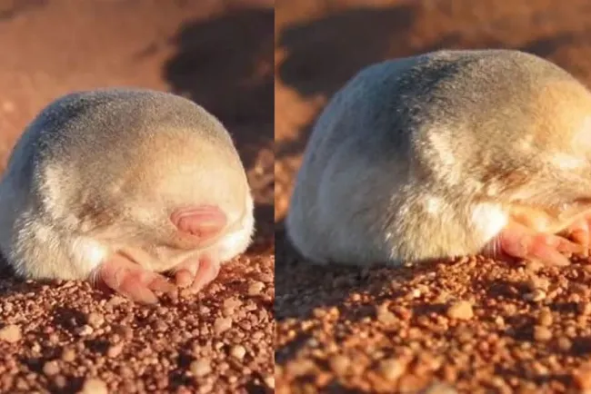 Reaparece topo ciego dorado tras 87 años desaparecido