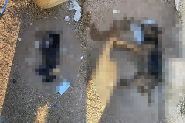 Encuentran a dos perros sin vida, presuntamente por envenenamiento