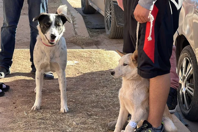 Seguirán esterilizaciones gratuitas del Ayuntamiento