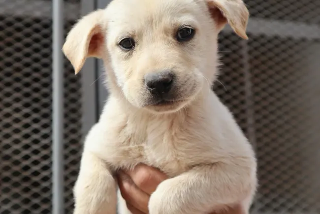 Invitan a “Adoptatón” el próximo sábado