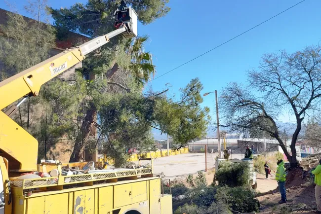 Poda Imagen Urbana árboles por riesgo de viviendas