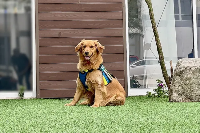 Brinda apoyo canina en juicio por delitos sexuales