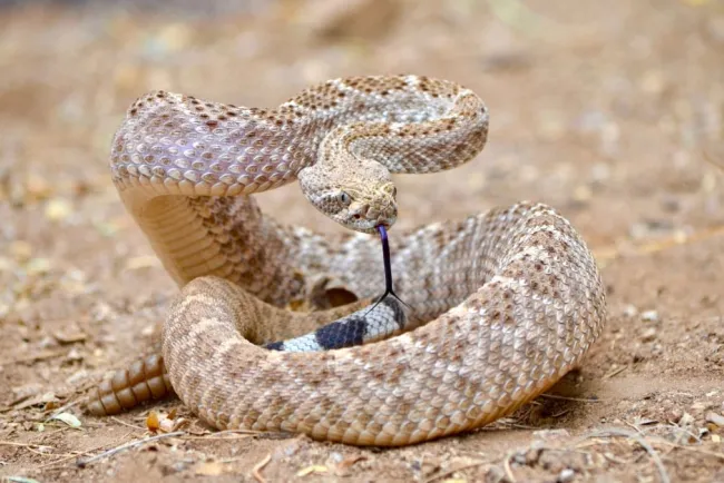 Alertan ante inicio de actividad de serpientes en Sonora y Arizona