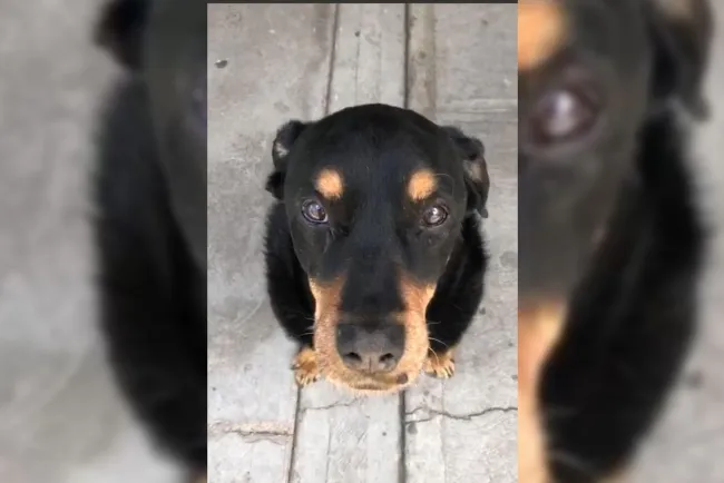 Dictan sentencia a agresor de perrito “Sbanch”
