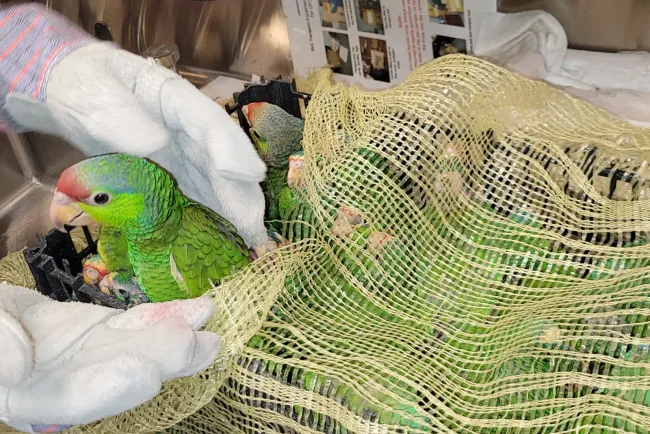 Incauta la CBP aves protegidas en la frontera de Nogales