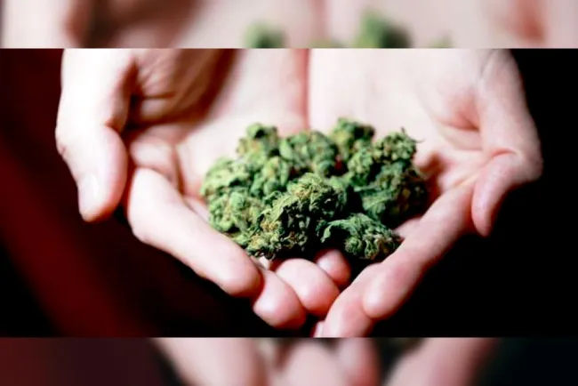 Aprueban cultivo y portación de mariguana en Alemania