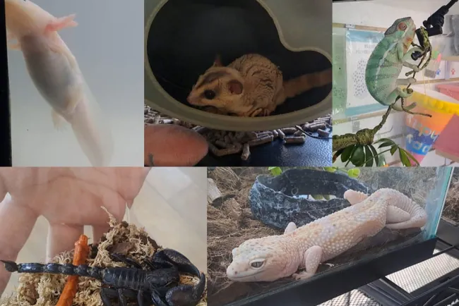 Tuvieron animales comportamientos raros con el eclipse: veterinario