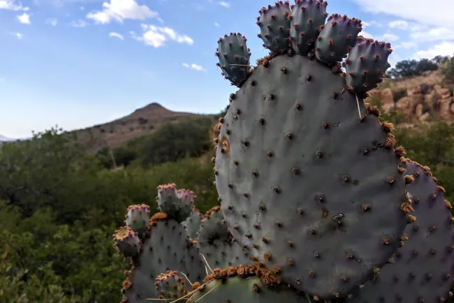 Concluye Tesorería plan de pagos sobre el Centauro de la Frontera
