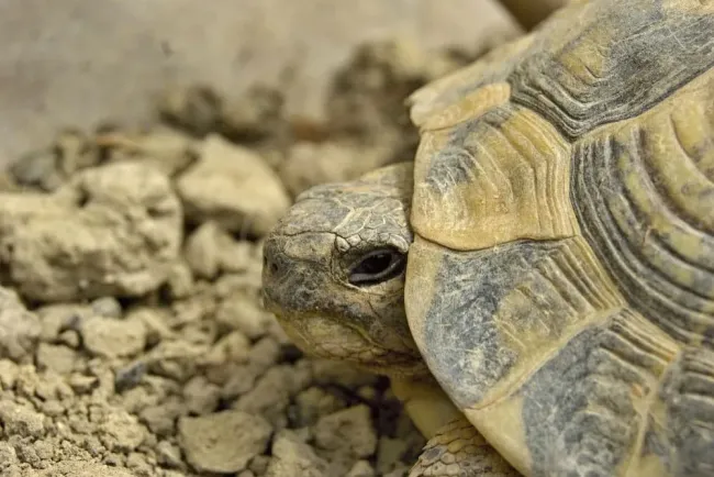 Descubren científicos una tortuga gigante de hace 57 millones de años