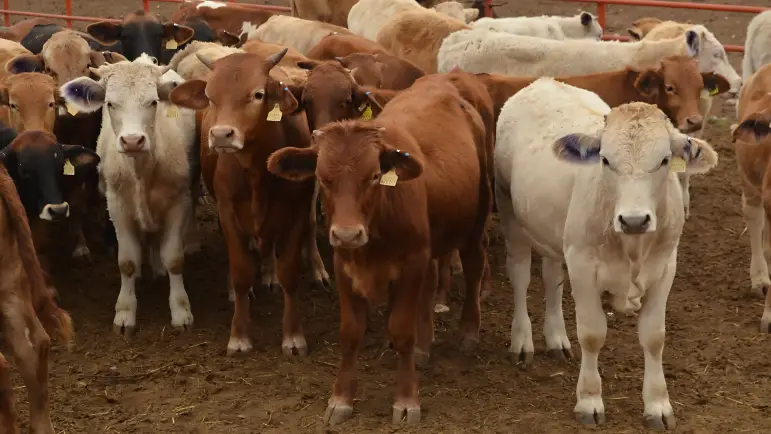 Inminente inspección estadounidense a estaciones cuarentenarias de Nogales y AP
