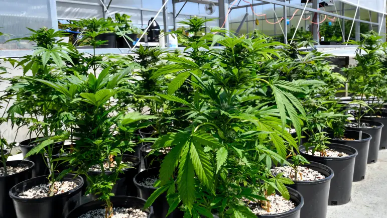 Mint Cannabis: Revolución de la entrega a domicilio de marihuana en Arizona
