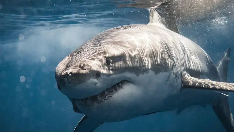 Tiburones atacan playas de Huatabampo: Alerta a bañistas
