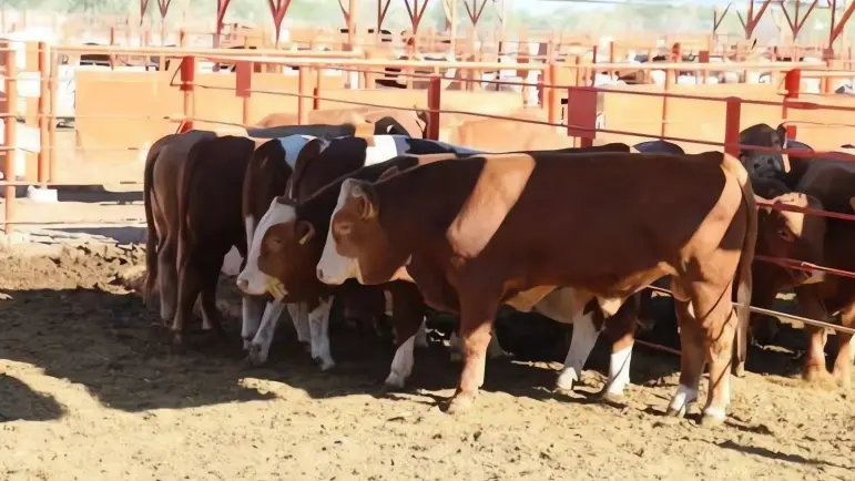 Exportaciones de ganado alivian congestionamiento fronterizo
