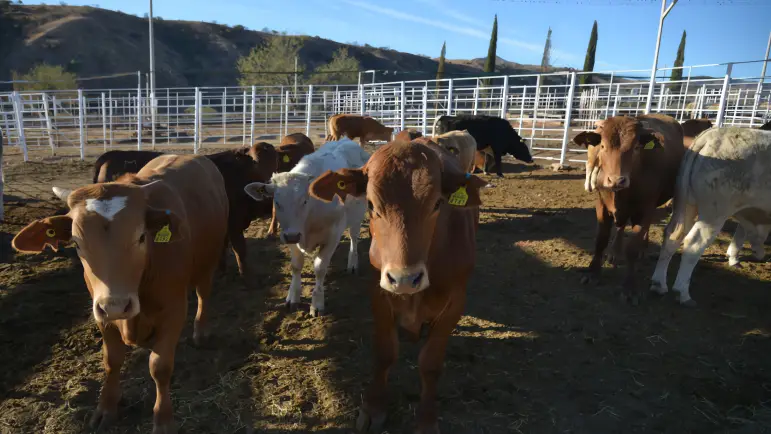 Aranceles al 25%: Ganaderos sonorenses a la expectativa
