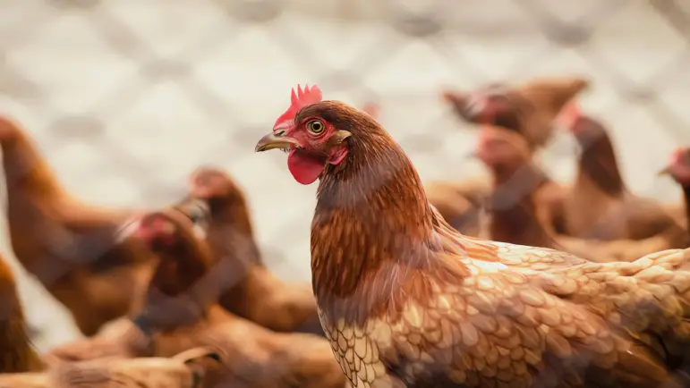 Gallinas en renta: una solución económica a la inflación de huevos
