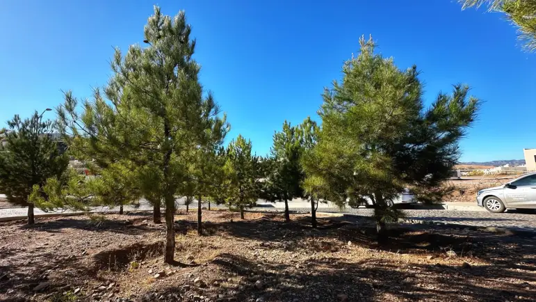 Nogales: Distintivo ONU por protección ambiental
