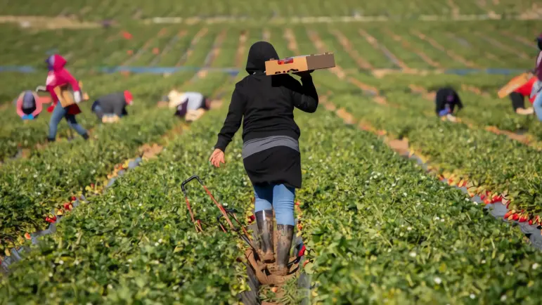 Declive Inesperado en el Empleo de Inmigrantes Mexicanos en Estados Unidos (2025)
