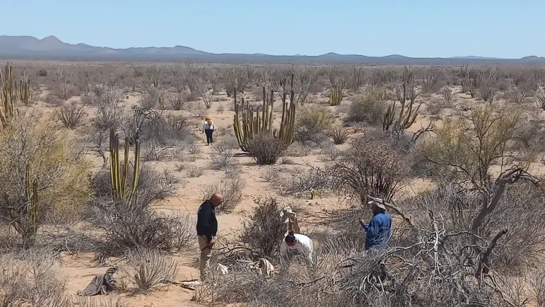 Descubrimiento en Desemboque: Colectivo reporta hallazgo
