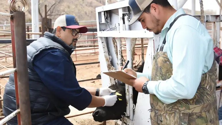 Exportaciones de ganado ganan estabilidad
