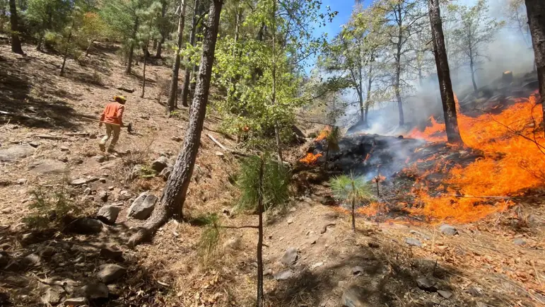Incendio en Nácori Chico: 50% controlado, 76 combatientes trabajan en el lugar
