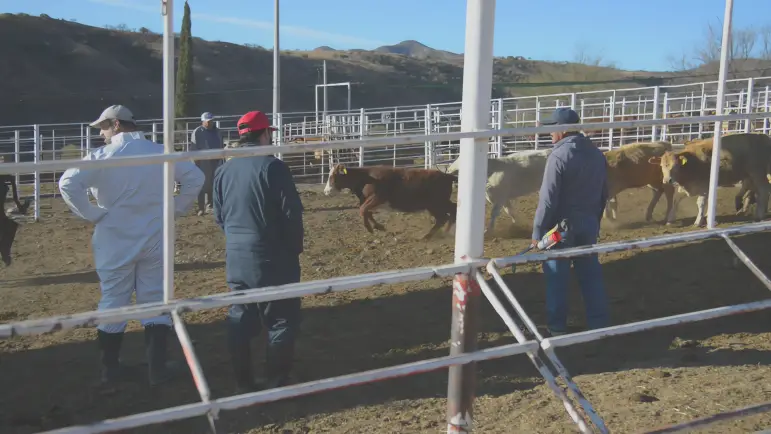Alerta por cierre fronterizo: Exportación de ganado UGRS en riesgo
