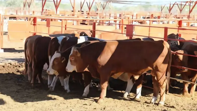 Frontera EUA-México: Exportaciones de ganado siguen bloqueadas
