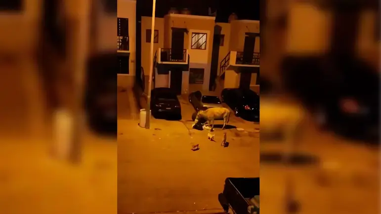 Buscan regular el ganado suelto
