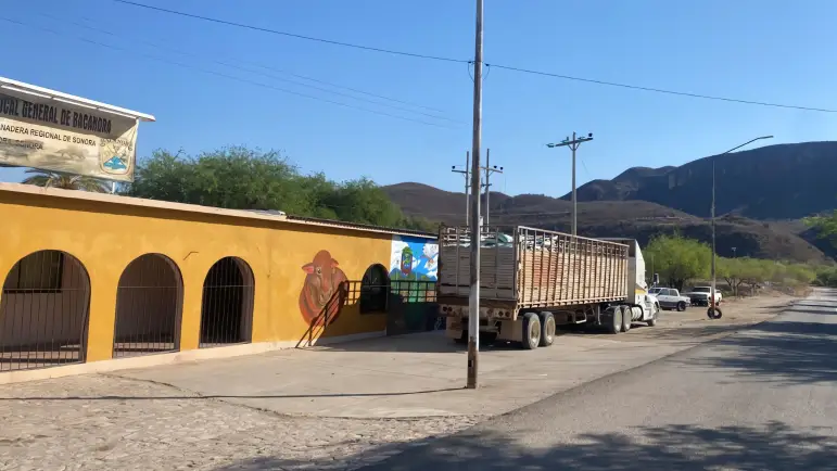 Lanzan programa de apoyo alimentario para ganaderos
