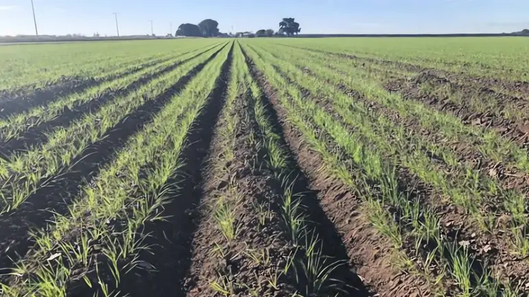 Sonora inicia entrega de fertilizantes a pequeños productores
