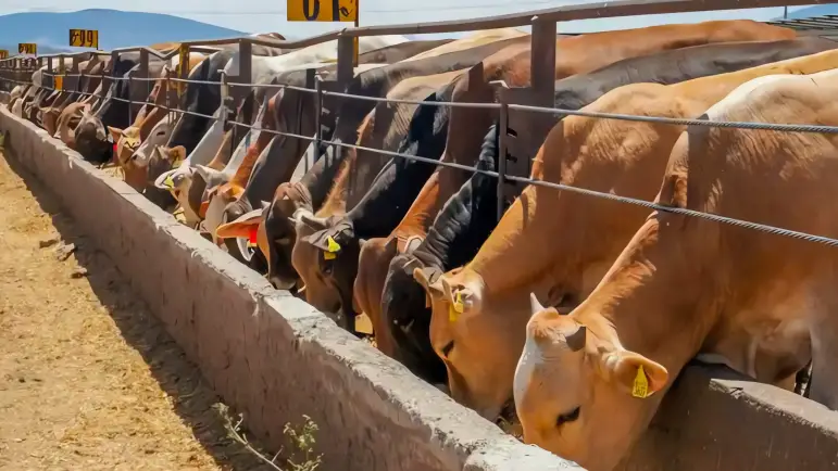 Sheinbaum descarta fecha para reanudar exportaciones ganaderas
