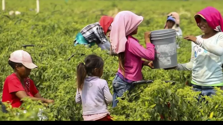 Combaten el trabajo infantil ilegal en Sonora
