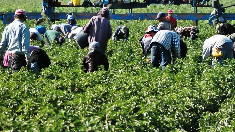 Trump detiene redadas en granjas: ¿cambio de estrategia o simple táctica?
