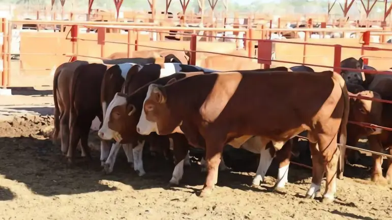 Sonora capacita a ganaderos en el control del gusano barrenador
