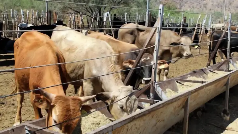 Sonora capacitará a 30 mil ganaderos contra el gusano barrenador
