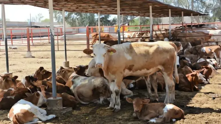 Cierre fronterizo perjudica a ganaderos sonorenses
