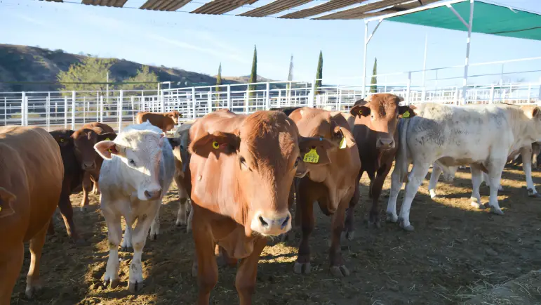 Reactivación de exportaciones ganaderas por Nogales
