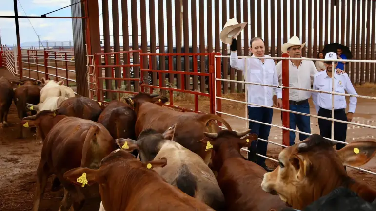 Sonora reanuda exportación de ganado por Agua Prieta
