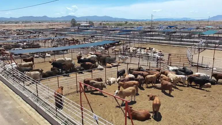 Cierre fronterizo golpea duramente a ganaderos mexicanos
