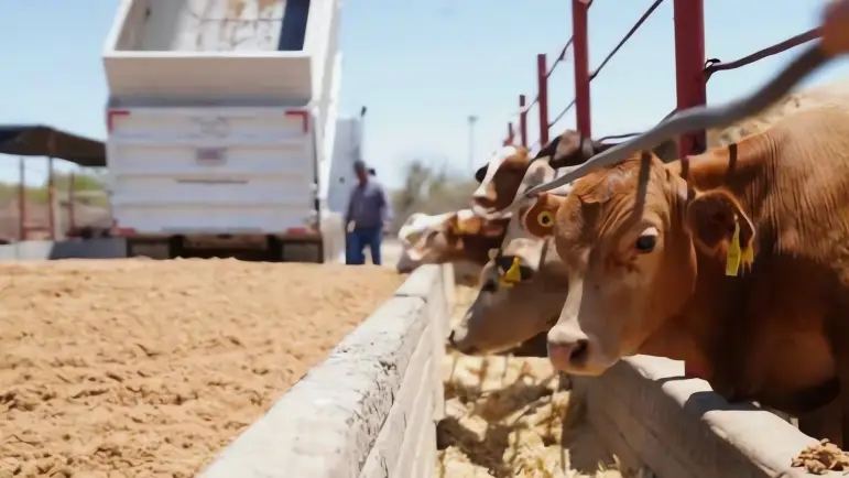 Sheinbaum asegura atender preocupaciones de ganaderos sonorenses
