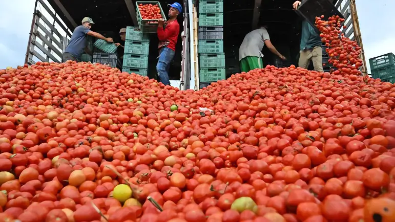 México mantiene exportaciones de jitomate pese a presión arancelaria en EE.UU.