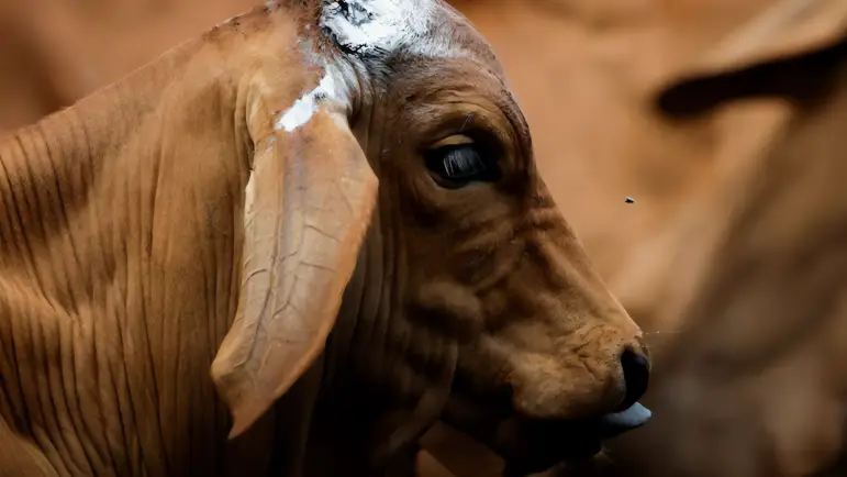 Gusano barrenador infecta a estadounidense tras viaje a Centroamérica
