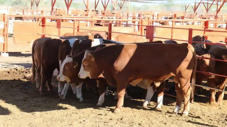 Cierre fronterizo causa millonarias pérdidas a ganaderos
