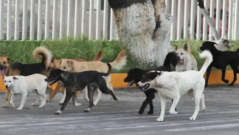 Polémica en Sonora: ¿Esterilizar o construir centros de salud animal?