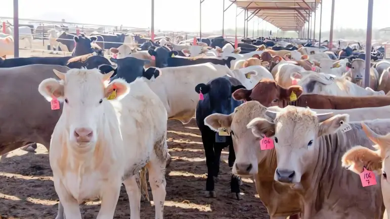 Apoyo a Ganaderos: Regístrate