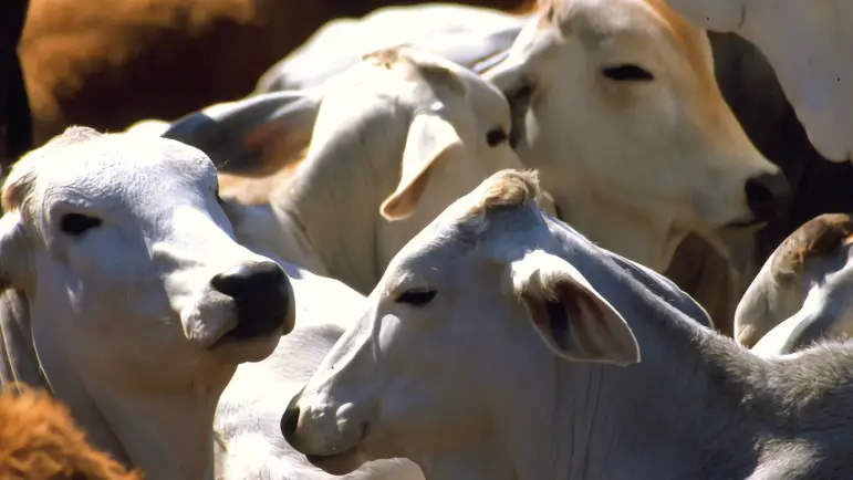 Plan Sanitario México-EE. UU. Logra Recuperar 7,245 Animales en Crisis Ganadera