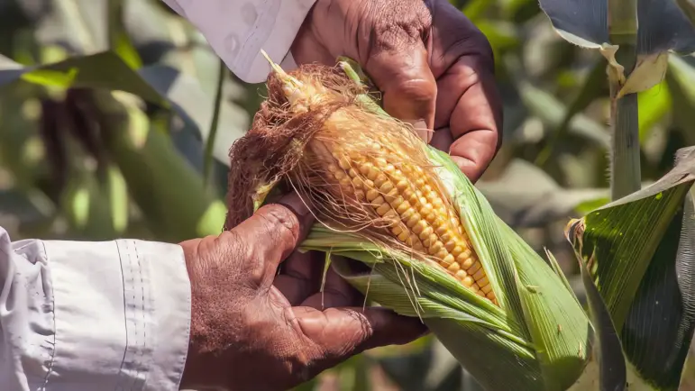 Productores de maíz logran primer paso hacia un cambio estructural en los precios y apoyo gubernamental